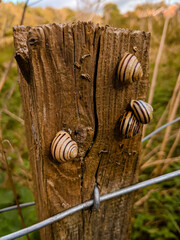 An escargatoire of snails on a fencepost spotted on an autumn walk in the countryside in Fife, Scotland
