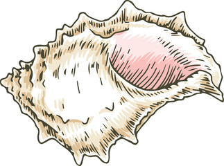 Murex Seashell