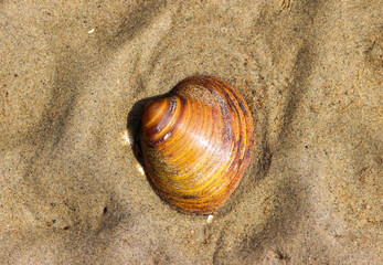 Seashell on the sand by the sea