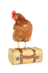 funny chicken with suitcase  isolated on white background