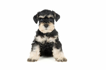 miniature schnauzer puppy isolated on white  - obrazy, fototapety, plakaty