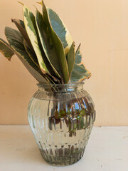 Closeup of a single leaf water propagation in a transparent glass vase