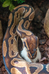 Python