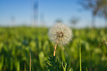 Naklejka premium perfect round dandelion in the grass