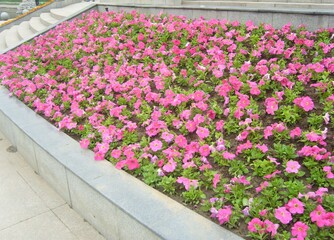 Photograph of a beautiful pink flower garden in an artificial park in China.