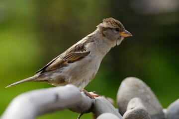 A young sparrow is watching. Czechia. Europe.