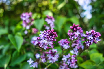 Obraz na płótnie Canvas a purple lilac bush with wonderful bokeh