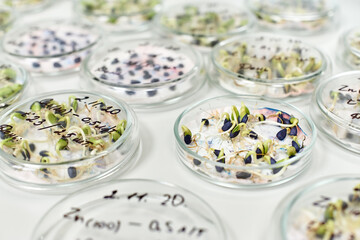 plant samples in containers on the laboratory table close-up
