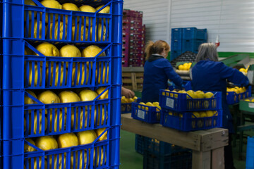 the working of citrus fruits: blue boxes full of lemons in the packaging line
- 432413038