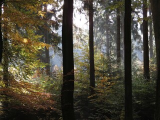 Wald