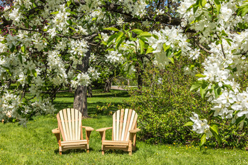 Adirondack chairs under blossoming trees at springtime