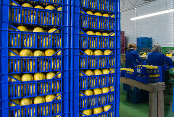 the working of citrus fruits: blue boxes full of lemons in the packaging line
- 432413804