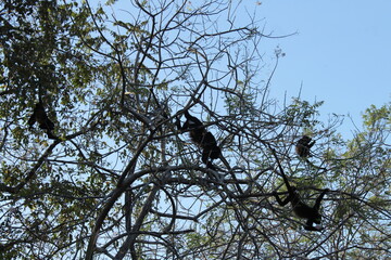 Monos Aulladores, entre las ramas de un árbol