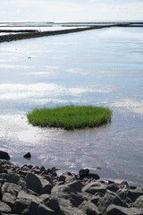 Weltnaturerbe Wattenmeer Grüne Oase im Watt Horizont