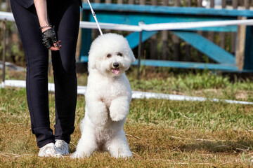 A cute white curly Bishon Frise dog at dog show.