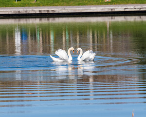 European Swans (cygnus olor) breeding mates greeting   on a pond in Woodbine Park, a multi-use public space with a diverse urban wildlife population