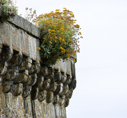 Wild flowers blooming on Saint-Malo city wall in cloudy day. Brittany, France. © Elena Dijour