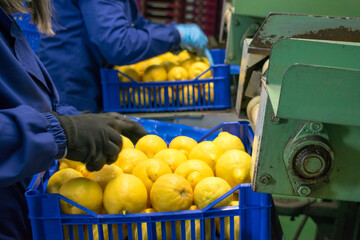the working of citrus fruits: blue boxes full of lemons in the packaging line
- 432414822