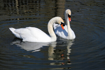 Fototapeta premium A view of a pair of Mute Swans on the water