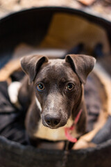 portrait of a dog
