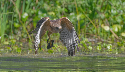 Red shouldered hawk (Buteo lineatus) flying with food it caught baby young common gallinule or moorhen (Gallinula galeata) over river in Florida, water droplets, wings down, water foliage background
