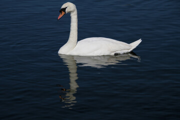 A close up pf a Mute Swan