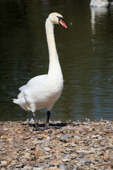 A close up pf a Mute Swan