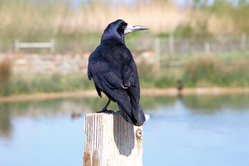 A close up of a Rook