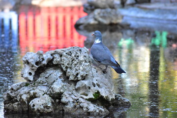 pigeon 