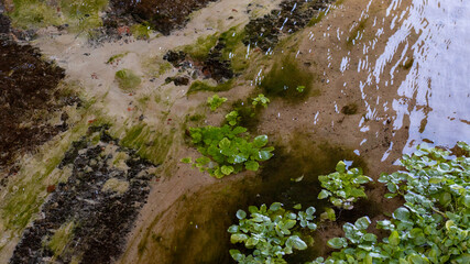 a spring with clear water and a sandy bottom. Bright greenery grows in the water