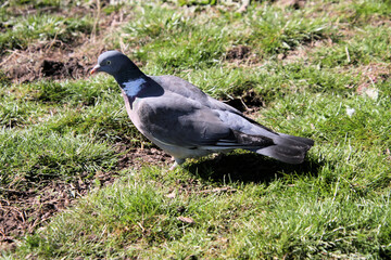 pigeon on the grass