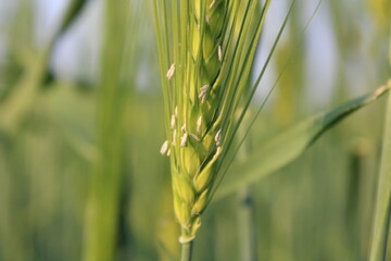 Spiga di grano.