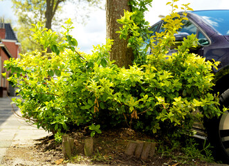 close up of a tree mirror garden in spring as part of climate adaptation