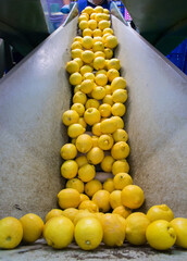 The working of citrus fruits: organic lemons being loaded in a conveyor belt for the packaging phase - 432416460