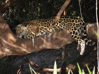 Jaguar sleeping on the tree in Pantanal