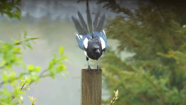 Elster (Pica pica) sitzt bei Regen auf einem Holzpfosten und fliegt davon