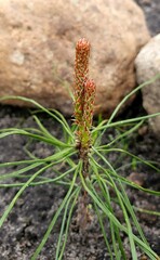young spring shoots of a small pine