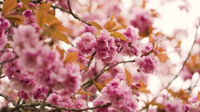4K closeup of bautiful colorful cherry blossoms