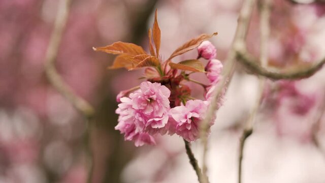 4K closeup of bautiful colorful cherry blossoms