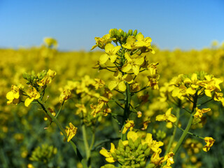 Fleurs de Colza dans la champagne berrichone