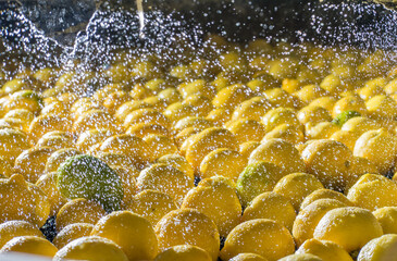 The working of citrus fruits: primofiore lemons of the variety Femminello Siracusano during the washing process - 432418002