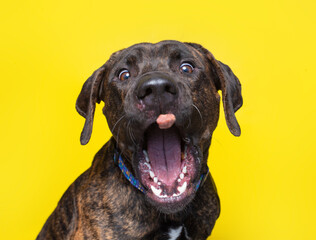 studio shot of a cute dog on an isolated background