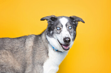 studio shot of a cute dog on an isolated background