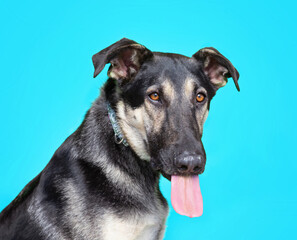 studio shot of a cute dog on an isolated background