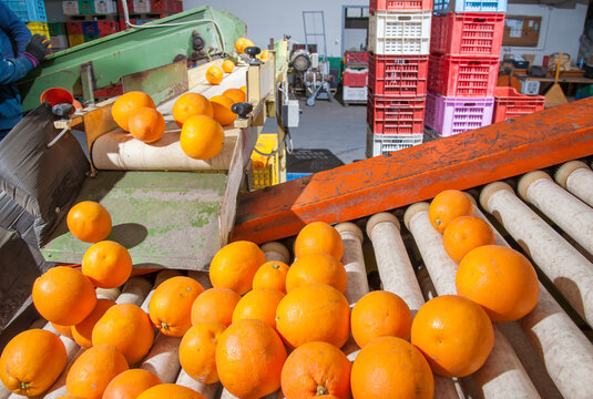 The production line of citrus fruits: organic tarocco oranges in a conveyor belt during the manual selection phase