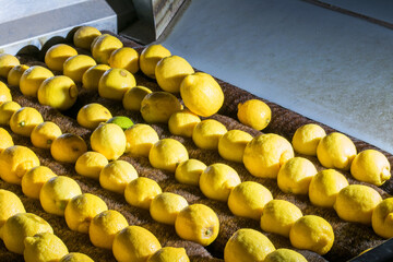 The working of citrus fruits: lemons during the polishing phase - 432418429