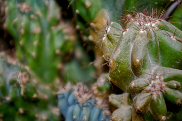Closeup shot of a sharp green cactuse