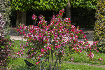 Garden of the Plants (Jardin des plantes, 1889) - main public botanical garden in Paris, France. Flowers and trees in garden. Paris, France.