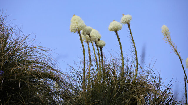 Beargrass 7