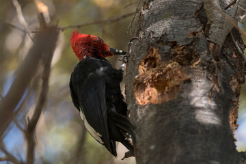 Woodpecker in Patagonia, Argentina, South America. 